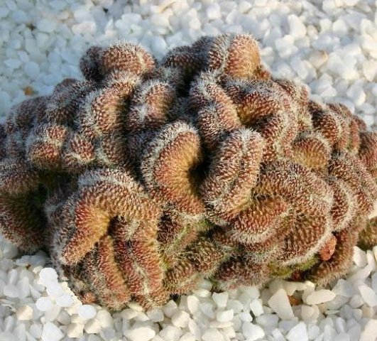 Mammillaria_compressa_2